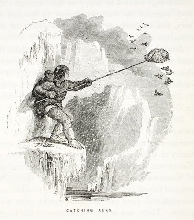 Catching Auks, Illustration from The Second Grinnell Expedition in Search of Sir John Franklin, 1856 by Elisha Kane